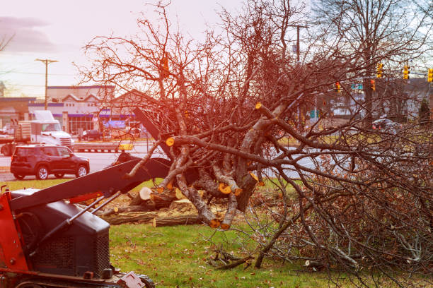 Best Hazardous Tree Removal  in USA